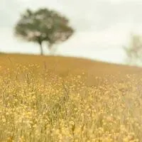 Image alt text